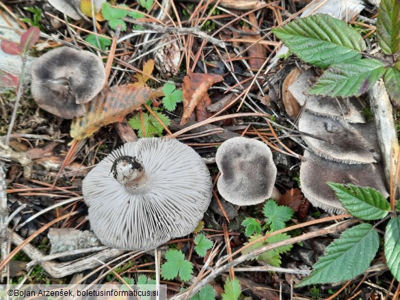 Tricholoma terreum