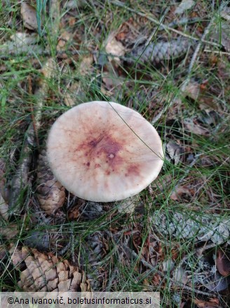 Amanita rubescens