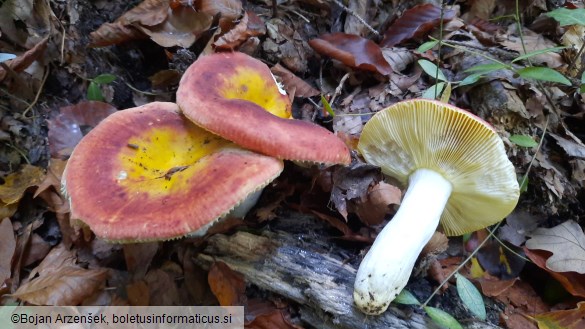 Russula aurea