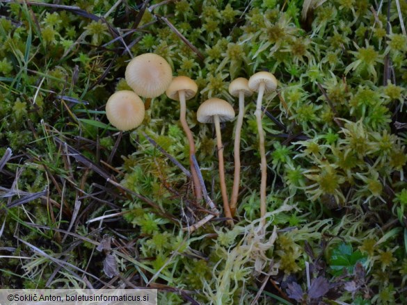 Hypholoma elongatum