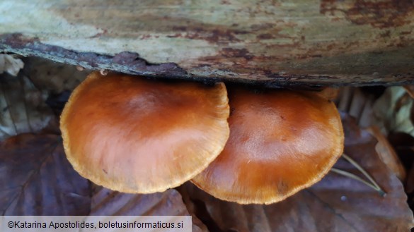 Gymnopilus penetrans