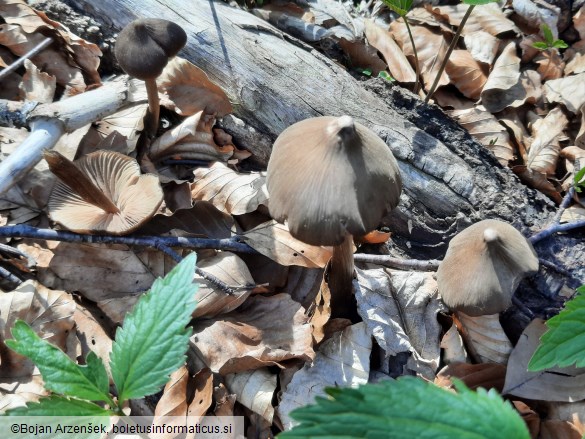 Entoloma hirtipes