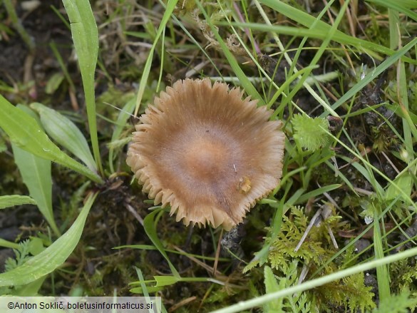 Inocybe fuscidula