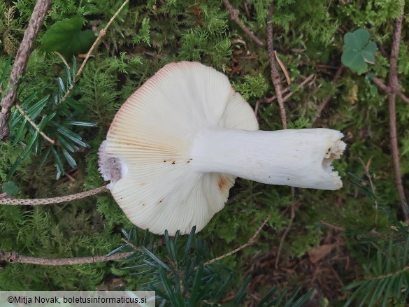 Russula amarissima