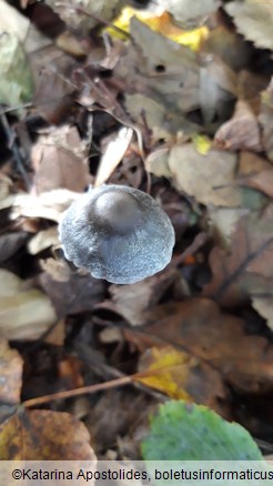 Entoloma