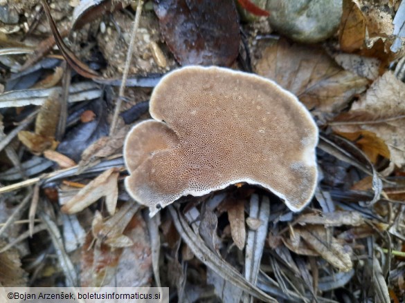 Trametes suaveolens