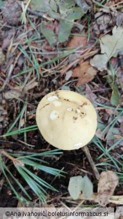 Amanita gemmata