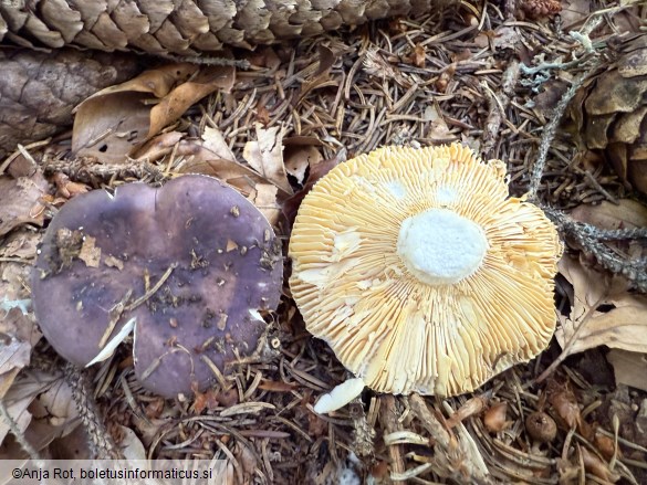 Russula firmula