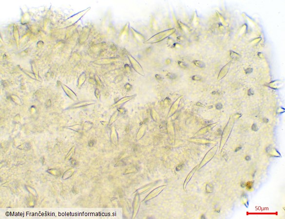 Hohenbuehelia petalodes