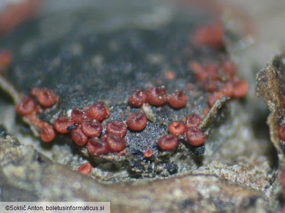 Dialonectria diatrypicola
