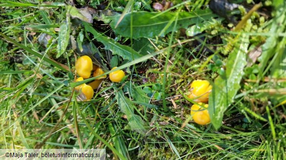 Hygrocybe ceracea