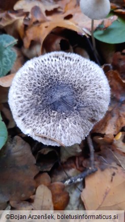 Tricholoma squarrulosum
