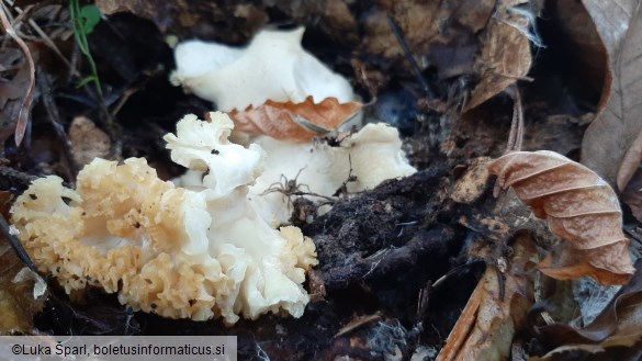 Sparassis crispa