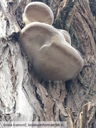 Phellinus igniarius