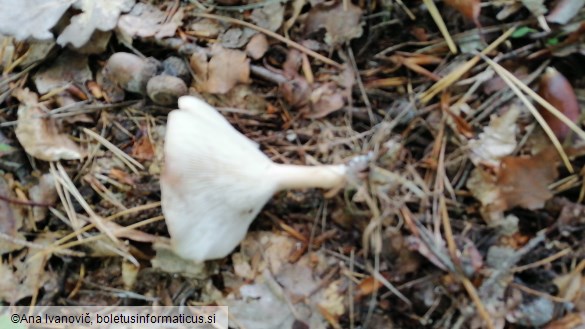 Clitocybe gibba