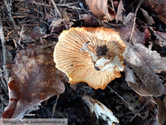 Cantharellus cibarius