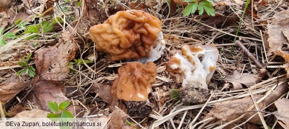 Maublancomyces ticinianus