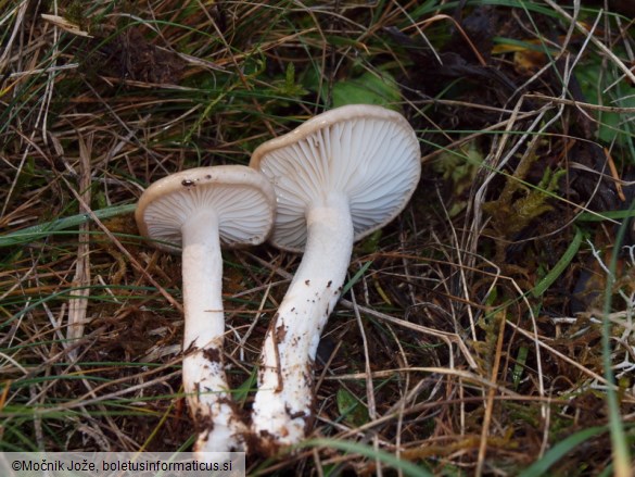 Hygrophorus agathosmus