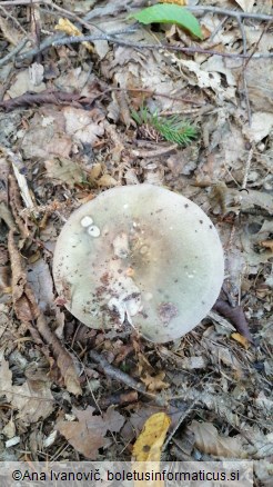 Russula heterophylla