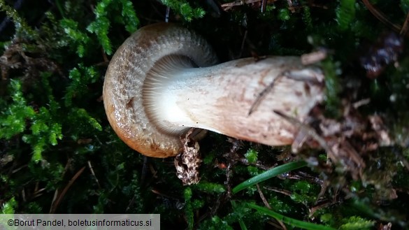 Paxillus involutus