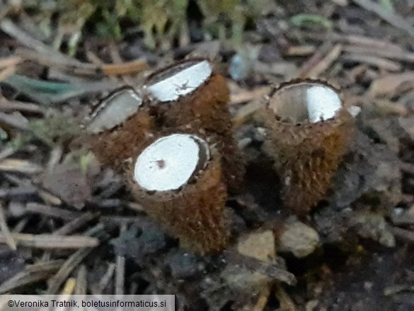 Cyathus striatus