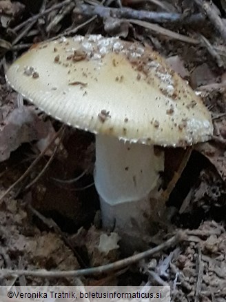 Amanita gemmata