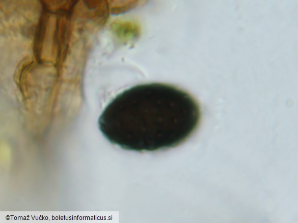 Neurospora calospora