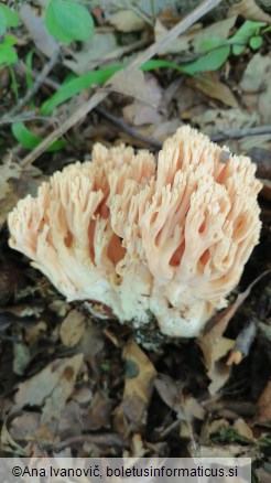 Ramaria formosa