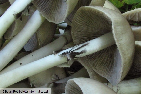 Psathyrella candolleana