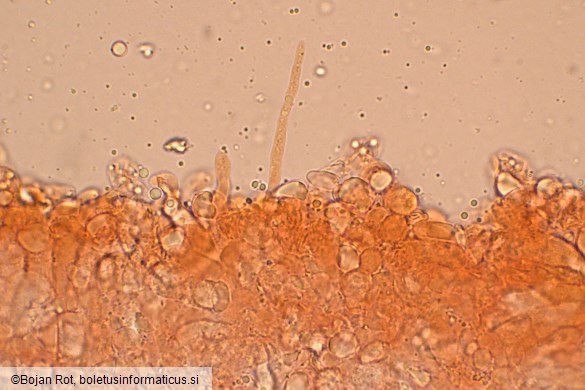 Clitocybe inflatipes