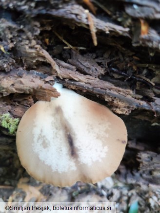 Crepidotus malachius