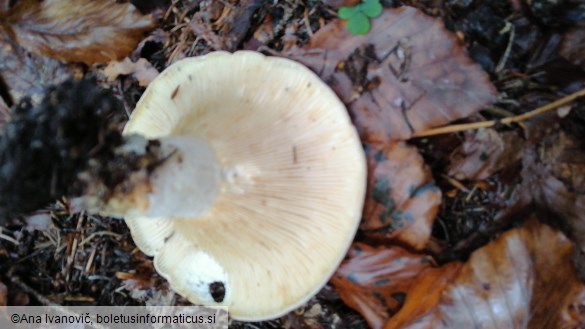 Lactarius vellereus