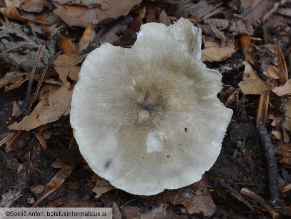 Infundibulicybe trulliformis