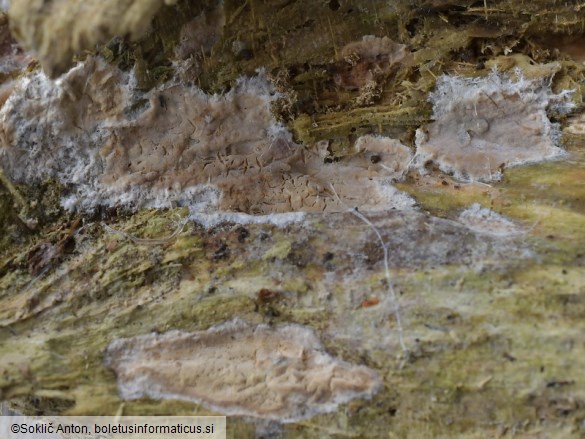Clavulicium macounii