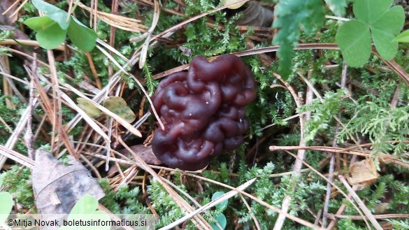 Gyromitra esculenta