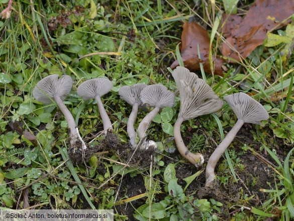 Pseudoclitocybe expallens