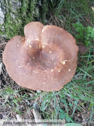 Tapinella atrotomentosa
