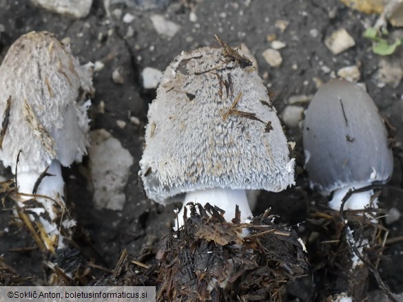 Coprinopsis cinerea