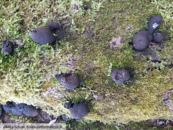 Xylaria polymorpha