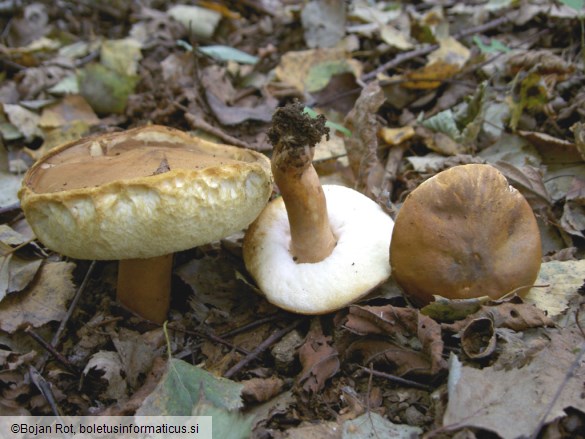 Gyroporus castaneus
