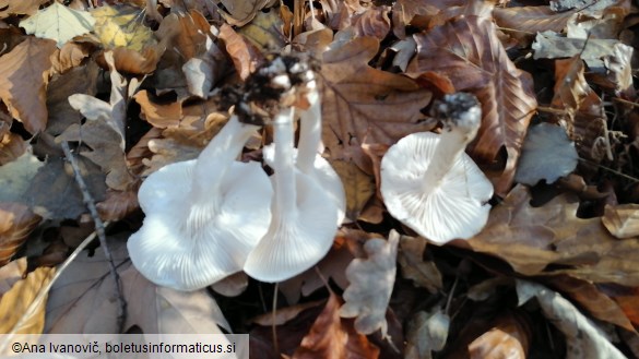 Hygrophorus eburneus