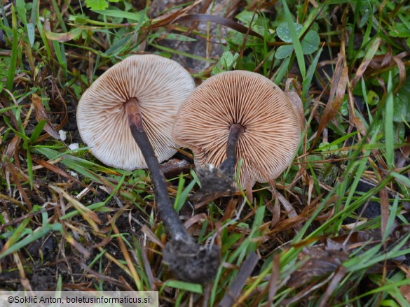 Macrocystidia cucumis