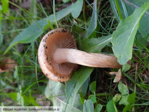 Hygrophorus roseodiscoideus