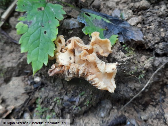 Cantharellus amethysteus