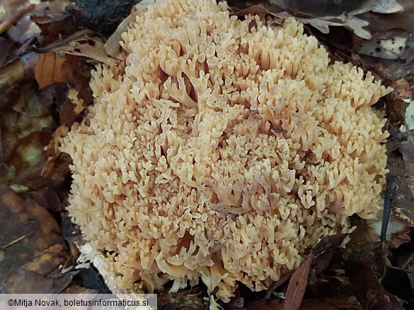 Ramaria fagetorum