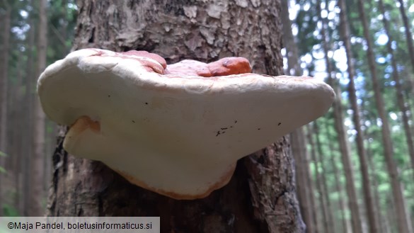 Fomitopsis pinicola