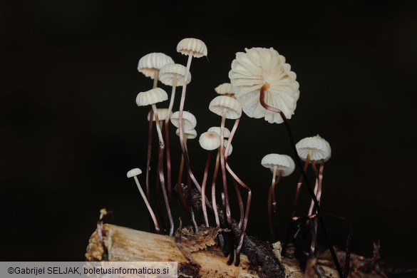 Marasmius rotula