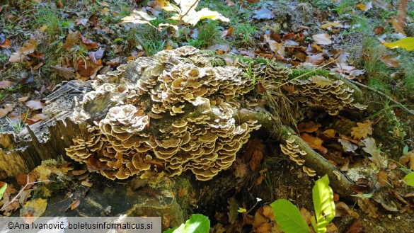 Trametes versicolor