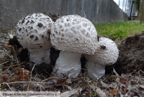 Amanita strobiliformis