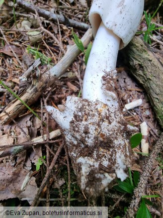 Amanita brunneofuliginea f. ochraceopallida